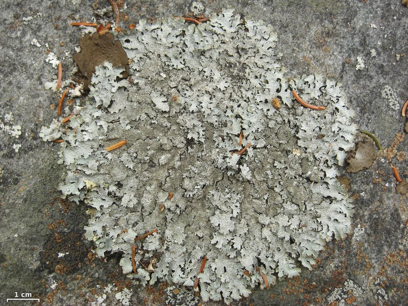 Parmelia saxatilis