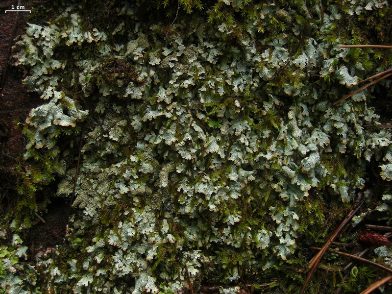 Parmelia saxatilis