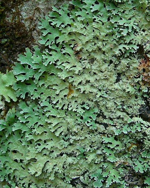 Parmelia squarrosa