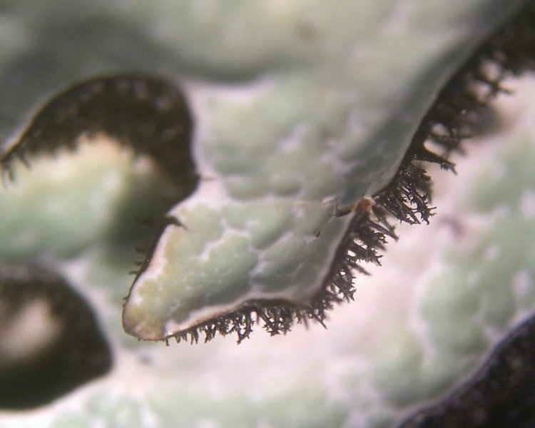 Parmelia sulcata