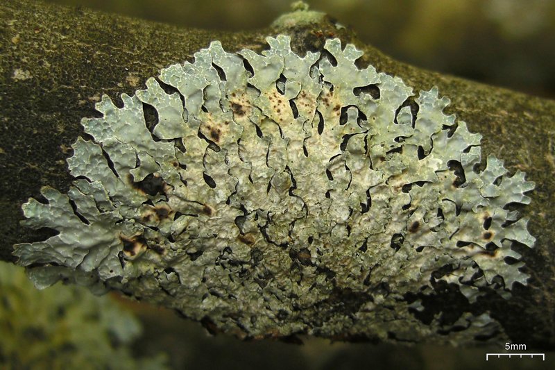 Parmelia sulcata