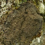 Parmeliella appalachensis