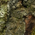 Parmeliella appalachensis