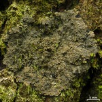 Parmeliella appalachensis