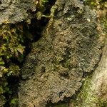 Parmeliella appalachensis