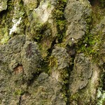 Parmeliella appalachensis