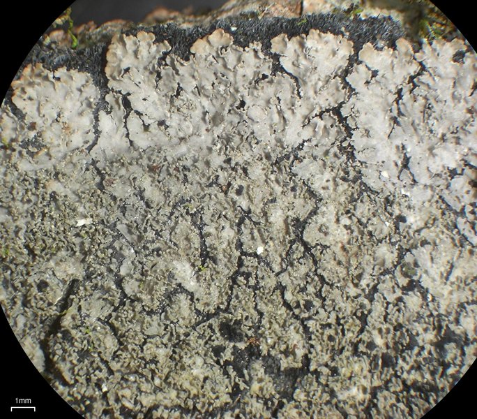 Parmeliella appalachensis