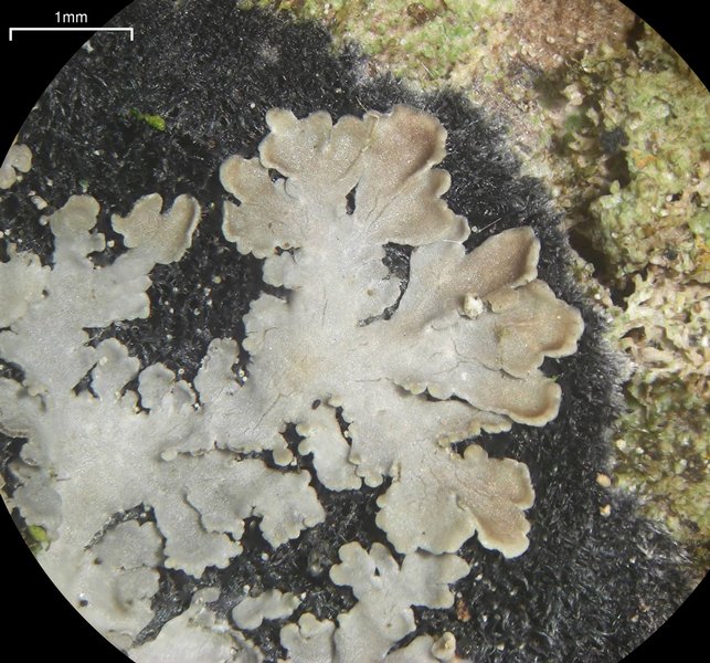Parmeliella appalachensis