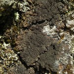 Parmeliella appalachensis