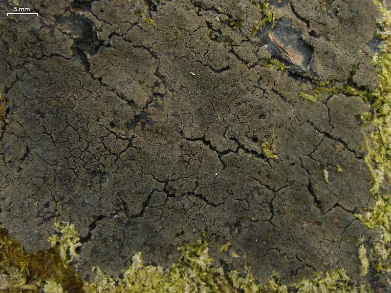 Parmeliella pannosa