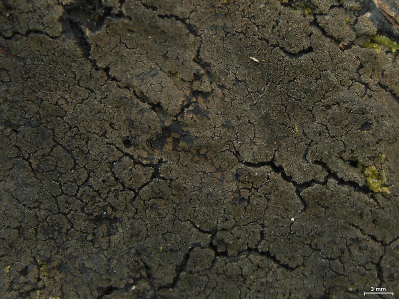 Parmeliella pannosa
