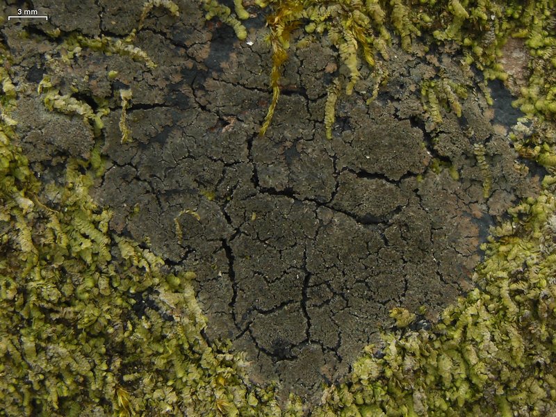 Parmeliella pannosa