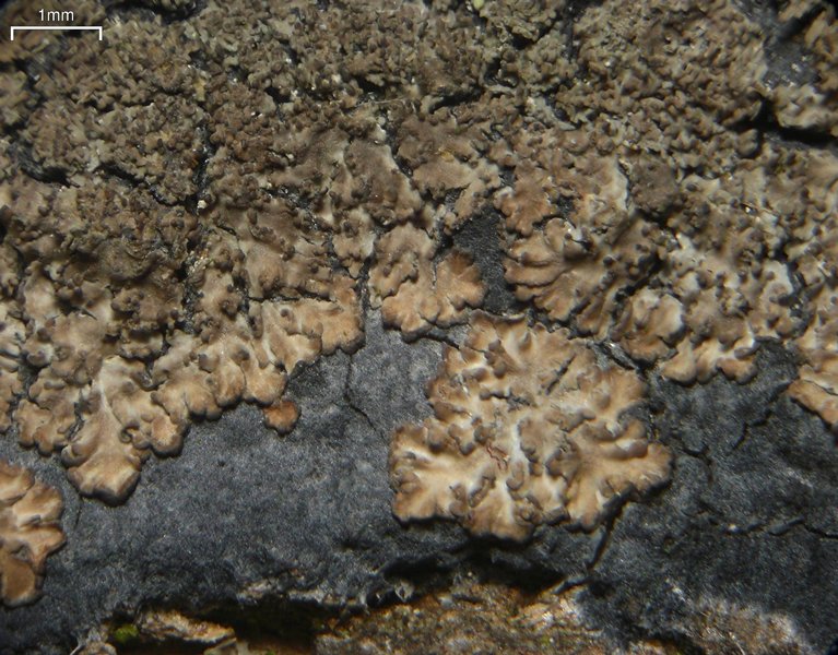 Parmeliella pannosa