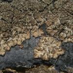 Parmeliella pannosa