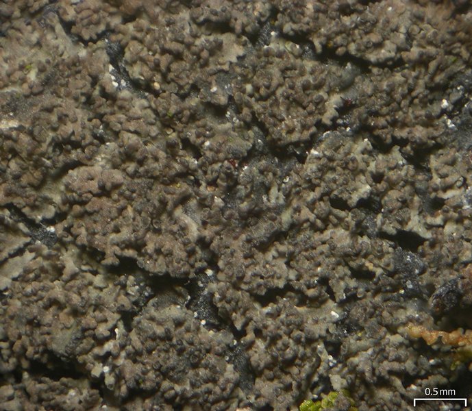 Parmeliella pannosa