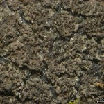 Parmeliella pannosa