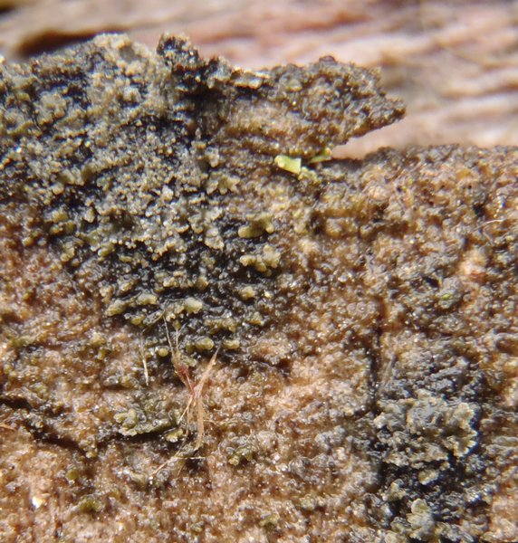 Parmeliella parvula