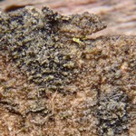 Parmeliella parvula