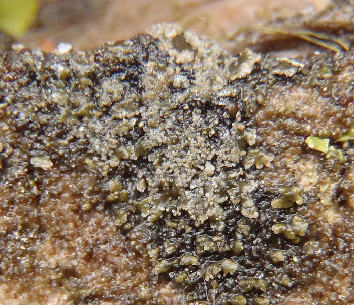 Parmeliella parvula