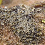 Parmeliella parvula