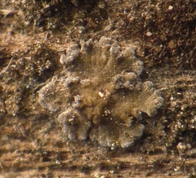 Parmeliella parvula