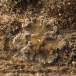 Parmeliella parvula