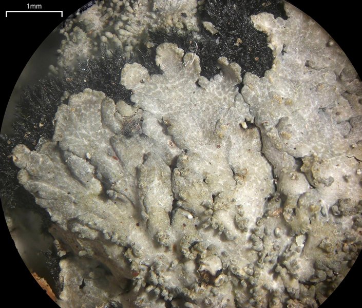 Lepidocollema stylophorum