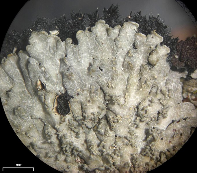 Lepidocollema stylophorum