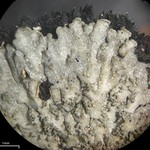 Lepidocollema stylophorum