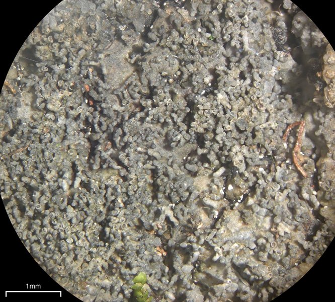 Lepidocollema stylophorum