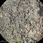 Lepidocollema stylophorum