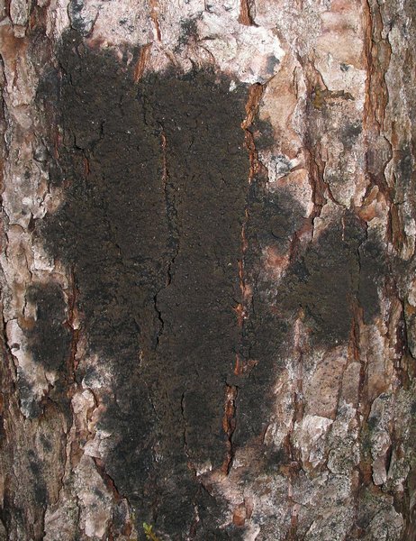 Parmeliella triptophylla