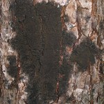 Parmeliella triptophylla