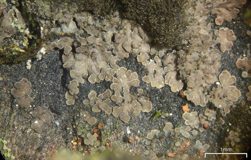 Parmeliella triptophylla