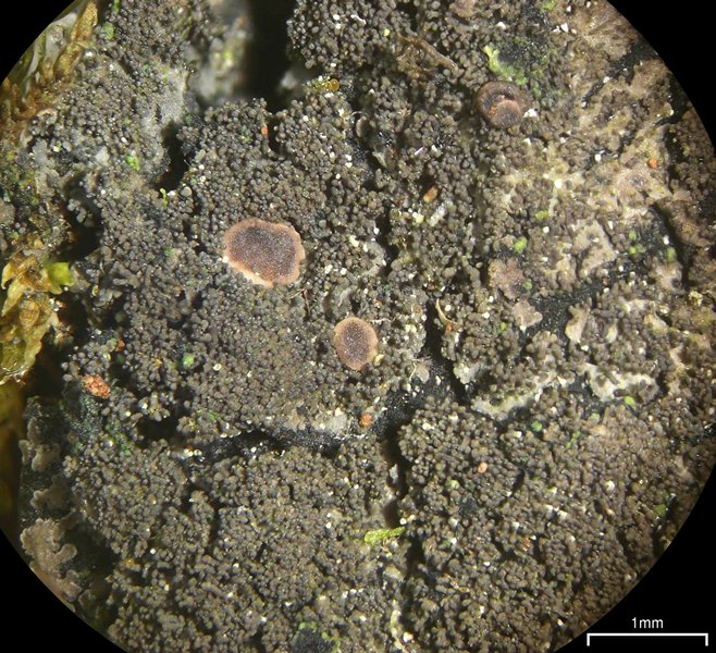 Parmeliella triptophylla