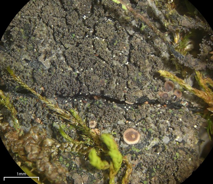 Parmeliella triptophylla