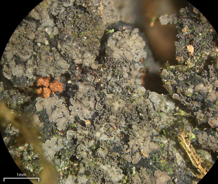 Parmeliella triptophylla