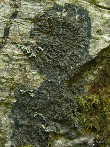Parmeliella triptophylla