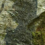 Parmeliella triptophylla