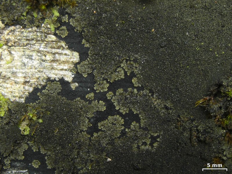 Parmeliella triptophylla