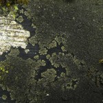 Parmeliella triptophylla