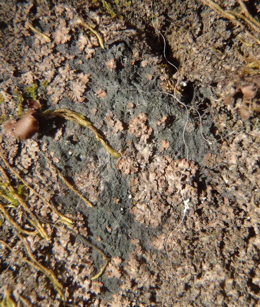 Parmeliella triptophylla