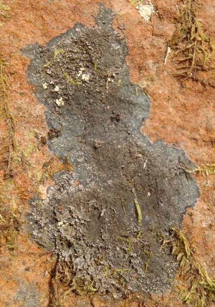 Parmeliella triptophylla