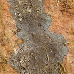 Parmeliella triptophylla