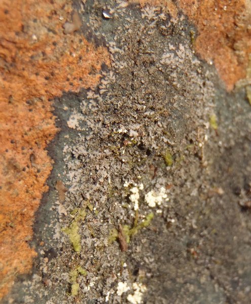 Parmeliella triptophylla