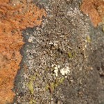 Parmeliella triptophylla
