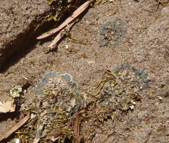 Parmeliella triptophylla