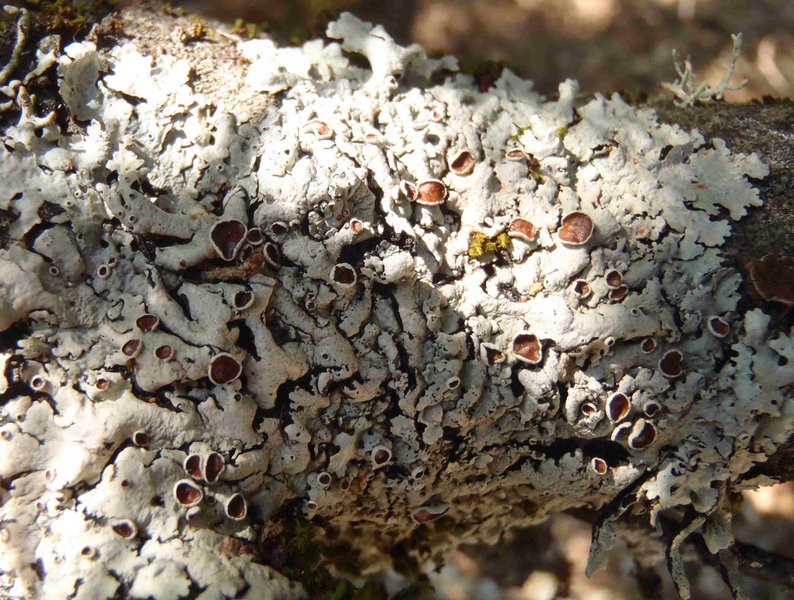 Parmelina coleae