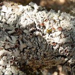 Parmelina coleae
