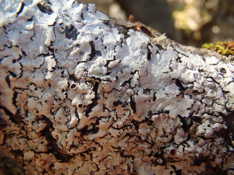 Parmelina coleae